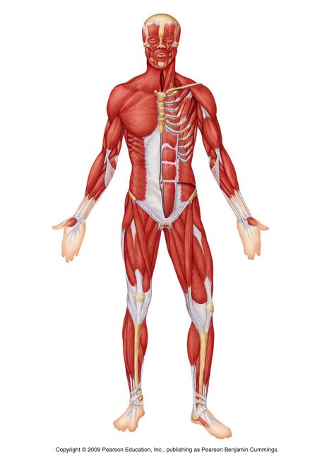 Anterior muscle anatomy Human Body Muscles Drawing, Muscular System Diagram, Muscular System Labeled, Skeletal Muscle Anatomy, Human Body Muscles, Skeletal Anatomy, Muscular System Anatomy, Human Muscular System, Skeletal And Muscular System