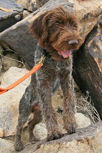 Winchester | by jumpnjill Dog Toy Organization, Dog Name Ideas, Korthals Griffon, Wirehaired Pointing Griffon, Pointing Griffon, Griffon Dog, Cool Dog Houses, Dog Toilet, German Wirehaired Pointer