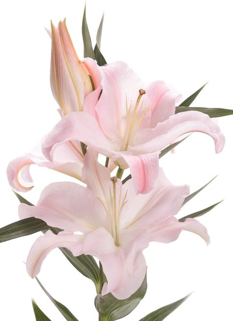 Blush Oriental Lily Nothing But Flowers, Flower Therapy, Beautiful Flowers Pictures, Tiger Lily, Pink Lily, Lily Flower, Flower Pictures, Wallpaper Iphone Cute, Love Flowers