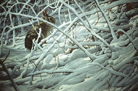 Robert Bateman - Paintings Robert Bateman, Cottontail Rabbit, Briar Patch, Hare Painting, Wildlife Artwork, Wildlife Paintings, Rabbit Art, Wildlife Artists, Bunny Art