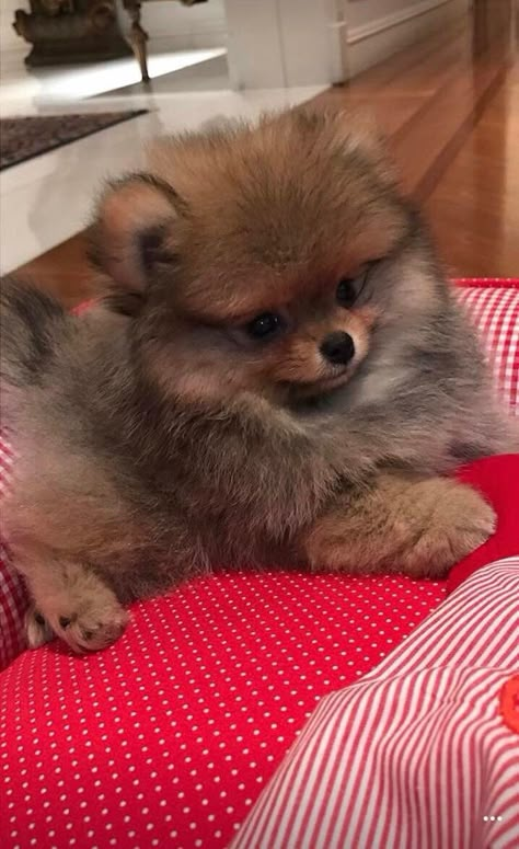 Pom Dog, Dog Mommy, Cute Pomeranian, Cute Animals Puppies, Really Cute Dogs, Cute Dog Pictures, Puppies And Kitties, Cute Little Puppies