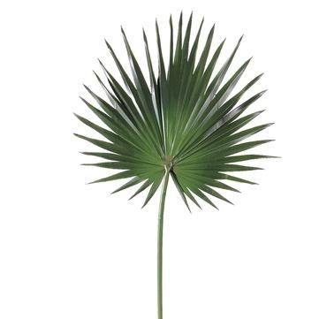 PRODUCT ITEM DETAIL Tropical Room Ideas, Fan Palm Leaf, Chinese Fan Palm, Vintage Tropical Decor, Tropical Chic Decor, Tropical Room Decor, Tropical Furniture, Tropical Interiors, Tropical Interior Design