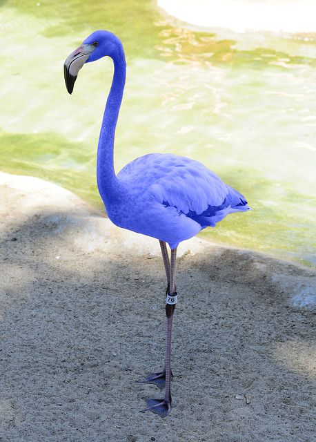 I Want A Family, Flamingo Facts, Flamingo Pictures, Flamingo Photo, Blue Flamingo, Prey Animals, Animal Adaptations, Flamingo Painting, Funny Flamingo