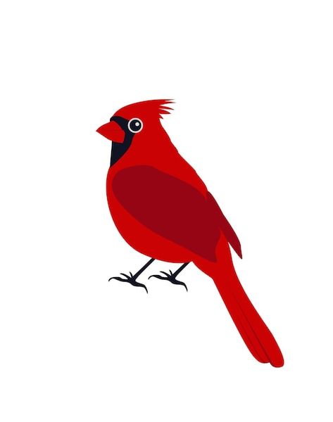 Northern cardinal red male christmas bir... | Premium Vector #Freepik #vector #winter-cartoon #snow-cartoon #winter-illustration #illustrations Cardinal Cartoon, Cartoon Cardinal, Snow Cartoon, Baby Cardinals, Blue Jay Art, Cardinal Birds Art, Cardinal Couple, Cartoon Winter, Birdhouse Ornaments