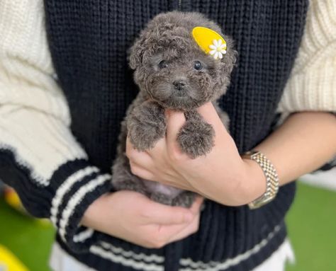 Poodle puppies for sale Toy Poodle Puppies For Sale Near Me, Black Yorkie Poo, Black Yorkie, Micro Teacup Poodle, Micro Poodle, Teacup Poodles For Sale, Toy Poodles For Sale, Mini Poodle Puppy, Tiny Toy Poodle