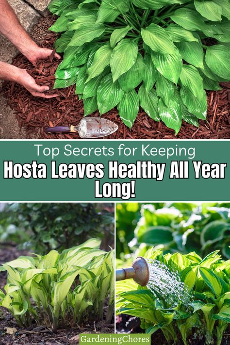 Is your hosta garden looking tired? Learn how to revive it with our simple care tricks. Click to read more! Hosta Leaves, Hosta Care, Hosta Gardens, Foliage Plants, Top Tips, Natural Wonders, My Garden, Flower Garden, Lush