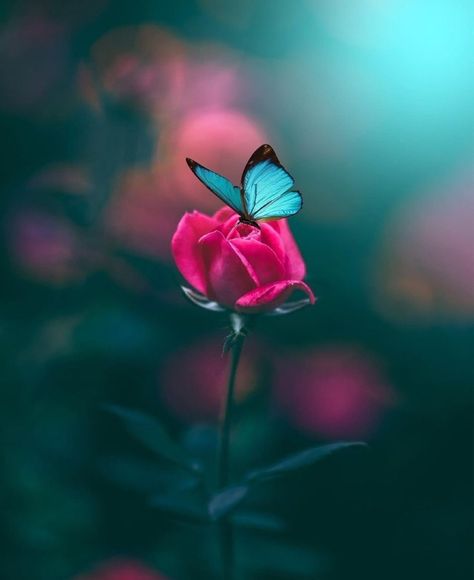 Mini Tela, Flowers Photography Beautiful, Rose Butterfly, Beautiful Butterfly Photography, Best Nature Images, Butterfly Wallpaper Backgrounds, Flowers Photography Wallpaper, Amazing Nature Photography, Wallpaper Nature Flowers