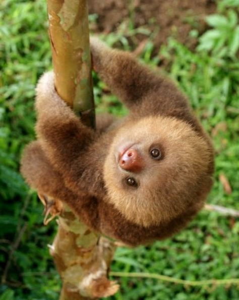 Baby Sloth EKK!! SO CUTE! Sloth Life, Baby Sloth, Rare Animals, Cute Sloth, Primates, Cute Creatures, Sweet Animals, Animal Photo, 귀여운 동물