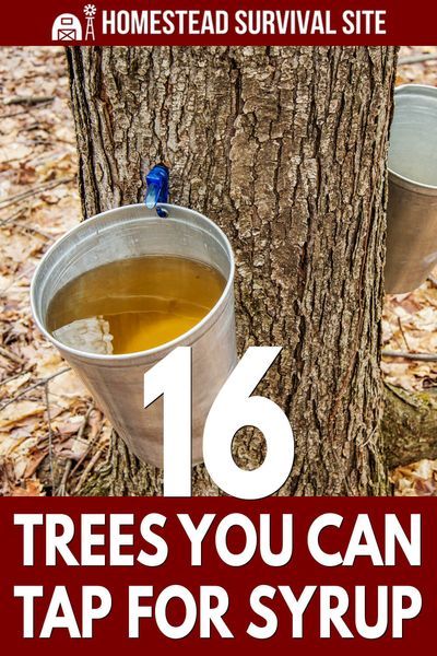 Many tree species are full of sap ready to be tapped for syrup. In fact, you may have one in your own backyard, including maple and birch. Tree Tapping, Tapping Maple Trees, Wild Food Foraging, Food Foraging, Homesteading Diy, Tree Species, Homesteading Skills, Maple Trees, Astuces Diy