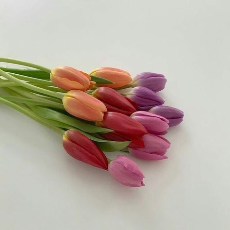 Aesthetic Flowers, Purple Tulips, Flowers Aesthetic, Flower Therapy, Spring Vibes, Flower Lover, Flowers Nature, Love Flowers, My Flower