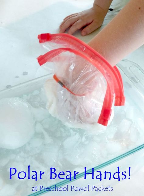 Polar Bear Science Experiment STEM! Great for preschool, kindergarten, and elementary ages! Polar Bear Science, Polar Bears Preschool, Polar Animals Preschool, Polar Bears Activities, Arctic Animals Preschool, Polar Bear Theme, Bears Preschool, Preschool Stem, Science Crafts