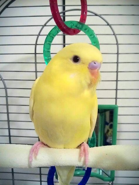 Belle my Yellow Budgie! Yellow Budgie, Budgies Bird, Chicken Bird, My Yellow, Cute Chickens, Parrot, Cute Animals, Birds, Pet