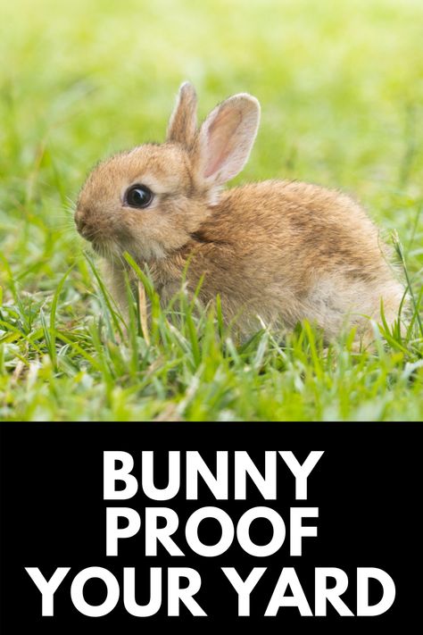 As cute as they are, rabbits can wreak havoc on garden beds, destroying your produce and calling your yard home. Here, we show you how to bunny proof your yard and garden in 5 easy steps! Read more at OwnTheYard.com! Get Rid Of Rabbits In Yard, Bunny Fence For Garden, Bunny Proof Garden, How To Get Rid Of Rabbits In The Yard, Rabbit Fence For Garden, Rabbit Proof Garden Fence, How To Keep Rabbits Out Of Garden, Rabbit Deterrent, Rabbit Fence