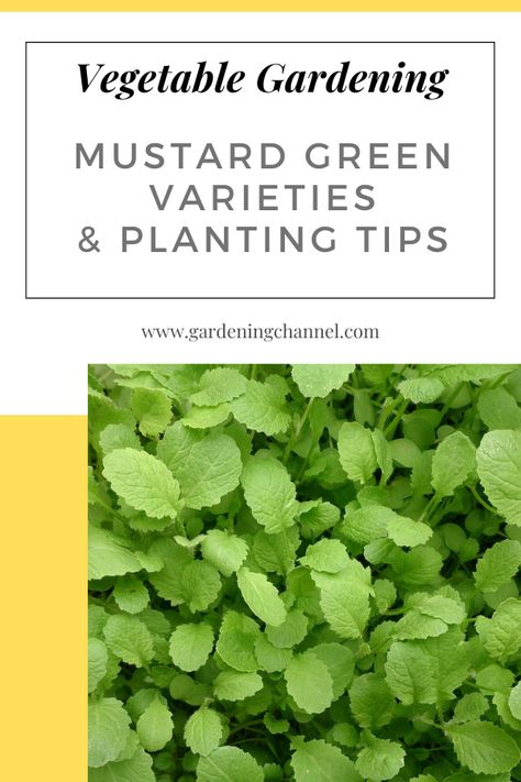 mustard greens in garden with text overlay vegetable gardening mustard green varieties and planting tips Growing Mustard Greens, Growing Mustard, Broccoli Raab, Asian Greens, Cabbage Cauliflower, Mustard Plant, Gardening Guide, Grow Tomatoes, Mustard Green