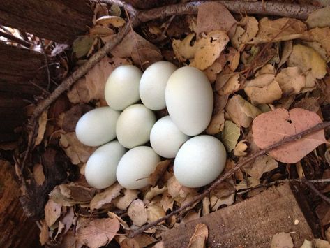 Eggs have always been a staple due to their high nutritional value and relatively low cost. With the US going through an egg shortage (and inflation), here is a brief guide for your great egg layer journey...and just before Chick Season. Golden Comet Chicken, Treats For Chickens, Rhode Island Red Hen, Rhode Island Red Chickens, Heritage Chicken Breeds, Egg Laying Hens, Leghorn Chickens, Heritage Chickens, Laying Chickens Breeds