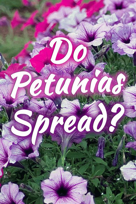 Do Petunias Spread? - GardenTabs.com Petunias In Pots Ideas, Petunia Landscaping Ideas, Flower Beds Around Trees Ideas, Rail Planter Ideas, Purple Petunias In Pots, Petunia Garden Flower Beds, Petunias In Flower Beds, Petunia Container Ideas, Wave Petunias Flower Bed