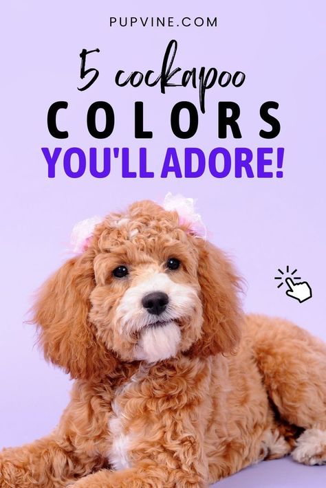 Looking for the perfect Cockapoo shade? Read our article and find the perfect match for you as well as all about different Cockapoo colors! Cockapoo Dog, Cockapoo Puppies, Dog Info, Dog Grooming, Dog Life, Perfect Match, How Many, Dogs And Puppies, Funny Quotes