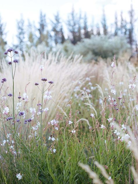 How Karen Rhind started again with a lavender farm and dry garden in Central Otago Blue Oat Grass, Prairie Garden, Central Otago, Dry Garden, Grasses Landscaping, Grasses Garden, Lavender Farm, Have Inspiration, Garden Painting