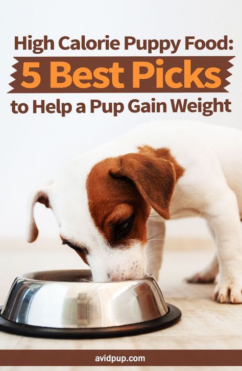 High Calorie Dog Food Recipe, Foods For Weight Gain, Dog Biscuits Homemade, Weight Gain Meals, High Calorie, Dog Foods, Healthy Weight Gain, High Calorie Meals, Dog Nutrition