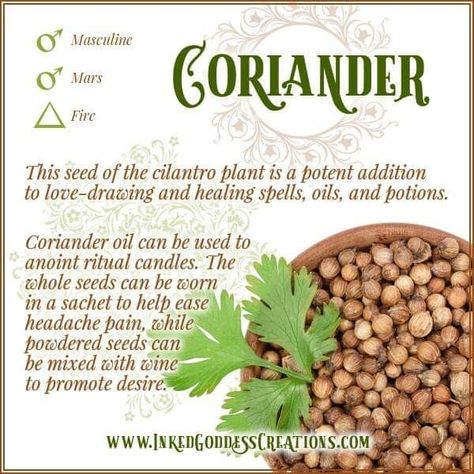 Coriander Witchcraft, Spice Remedies, Herbs Properties, Wicca Herbs, Magick Herbs, Coriander Oil, Cilantro Plant, Witchy Kitchen, Magickal Herbs