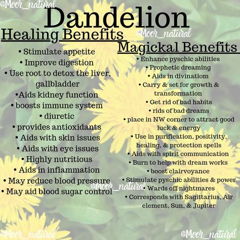 Healing & Magickal Benefits of Dandelion Benefits Of Dandelion Tea, Dandelion Benefits Health, Goldenseal Root Benefits, Dandelion Root Benefits, Herb Cards, Herbal Monographs, Herb Meanings, Apothecary Remedies, Herbal Flowers