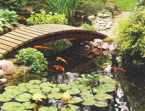 landscaping koi pond | www.make-my-own-house.com/front-yard-… | Flickr Aesthetic Koi Pond, Coy Fish Pond, Fish Pond Aesthetic, Debut Inspiration, Aesthetic Pond, Pond Pictures, Pond Aesthetic, Coy Pond, Backyard Bridges