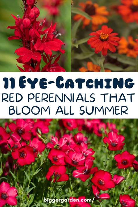 Experience the magic of a summer garden that never fades with our collection of 11 stunning red perennial flowers. From crimson wonders to ruby delights, these enduring blossoms promise to keep your garden ablaze with color all season long. Click here to discover the secret to perennial beauty and join us for more gardening inspiration! Red Garden Flowers, Perinals Flowers Beds Shade, Red Perennials Full Sun, Longest Blooming Perennials, Perennial Garden Ideas, Red Flowers Garden, Red Perennials, Summer Blooming Flowers, Long Blooming Perennials