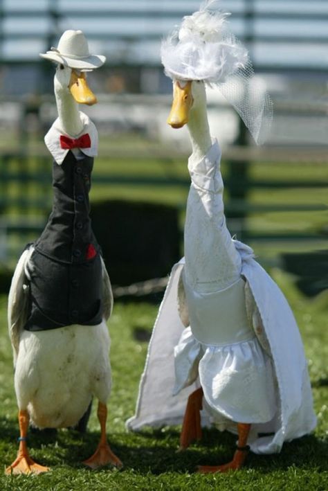 Ducks on a fashion show in Sydney, Australia (10 photos) Runner Ducks, What The Duck, Pet Ducks, Cute Ducklings, Funny Duck, Duck Face, Funny Birds, Cute Little Animals, 귀여운 동물