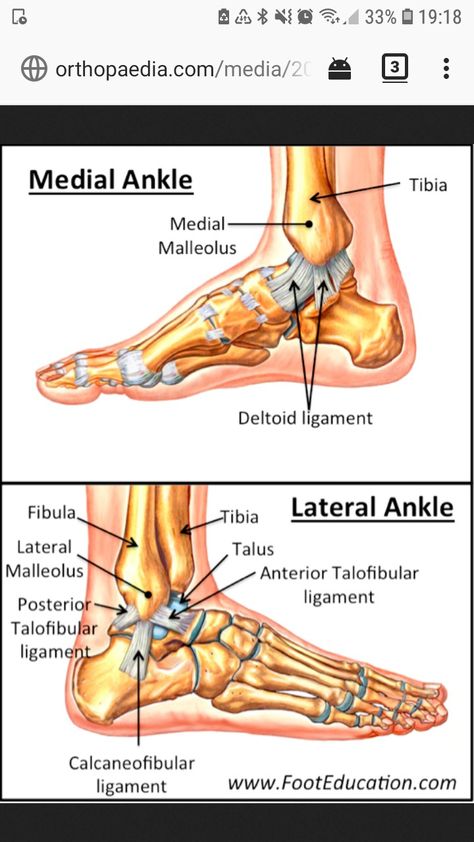 Foot Pain Relief Remedies, Ankle Anatomy, Human Body Vocabulary, Ankle Pain Relief, Ankle Ligaments, Ankle Exercises, Foot Anatomy, Human Body Organs, Ankle Surgery