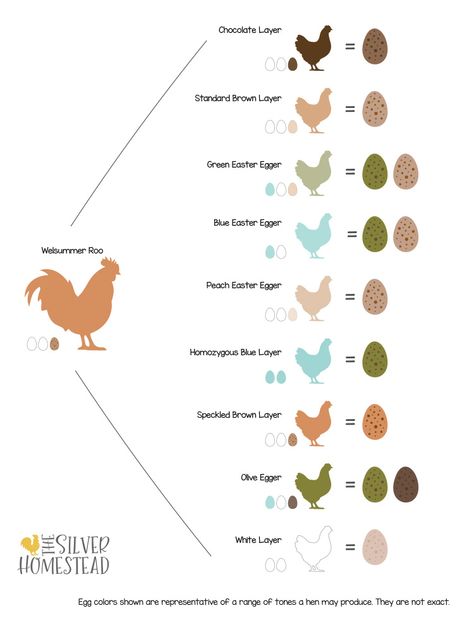 Silver Homestead, Chicken Genetics, Chicken Egg Colors, Olive Egger, Egg Pictures, Easter Eggers, Laying Hens, Hatching Eggs, Backyard Chicken Farming