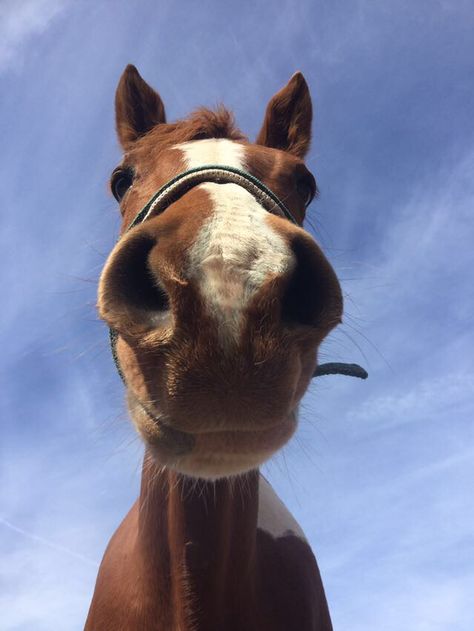 Cute Funny Horses, Horse Profile Pictures, Horse Pfp, Horsey Life, New Pfp, Funny Horse Pictures, Foto Cowgirl, Horse Pics, Cute Horse Pictures