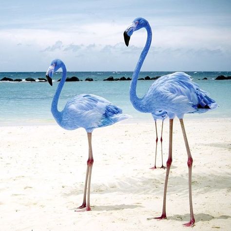 Rare blue flamingos, they do exist! Photoshopped Pictures, Flamingo Pictures, Blue Flamingo, Flamingo Art, Rare Animals, Galapagos Islands, Pink Bird, Exotic Birds, Pretty Birds