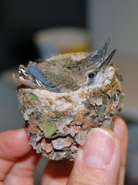 2 tiny precious hummingbird babies in there nest.: Baby Hummingbirds, Hummingbird Nest, Humming Bird, Baby Bird, All Birds, Pretty Birds, Bird Nest, Cute Birds, Little Birds