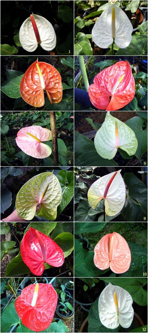 Anthurium-Thailand-Nursery Flamingo Plant, Anthurium Plant, Anthurium Flower, Indoor Flowering Plants, Tropical Flower Plants, Herb Garden Design, Unusual Flowers, House Plants Decor, Rare Flowers