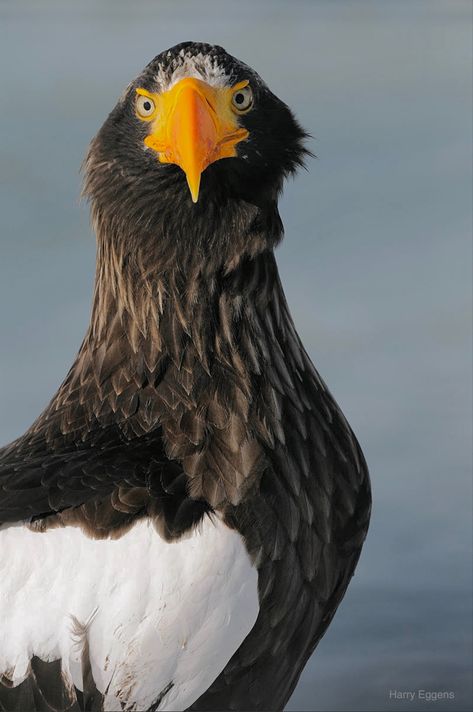 Stellers Sea Eagle, Steller's Sea Eagle, Raptors Bird, Sea Eagle, Kingdom Animalia, Stunning Nature, Chickens And Roosters, Big Bird, World Best Photos