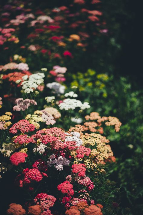 Wildflower Wallpaper, Brick Patterns Patio, September Flowers, Beautiful Yards, Pollinator Garden, Beautiful Flowers Garden, Wildflower Seeds, Flower Images, Flower Field