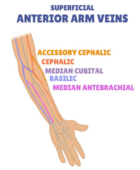 Anterior-arm-veins-IV-insertion-website-min Iv Sites Nursing, Nursing Iv, Iv Insertion, Phlebotomy Study, Arteries Anatomy, Arm Veins, Nursing Knowledge, Nurse Skills, Medical Assistant Student