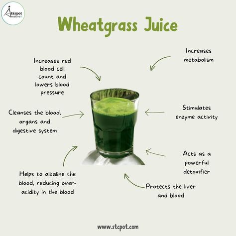 Wheatgrass juice is a nutritional powerhouse packed with vitamins, minerals, and enzymes. #wheatgrass #health #wellness #nutrition Wheatgrass Benefits, Wheatgrass Juice, Winter Arc, Ayurvedic Healing, Increase Metabolism, Herbs For Health, Wheat Grass, Lower Blood Pressure, Digestive System