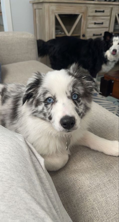 Border Collie Puppies Blue Merle, Blue Merle Border Collie Puppy, Merle Puppies, Border Collie Merle, Blue Merle Corgi, Australian Shepherd Colors, Blue Merle Border Collie, Blue Merle Australian Shepherd, Mini Australian Shepherd