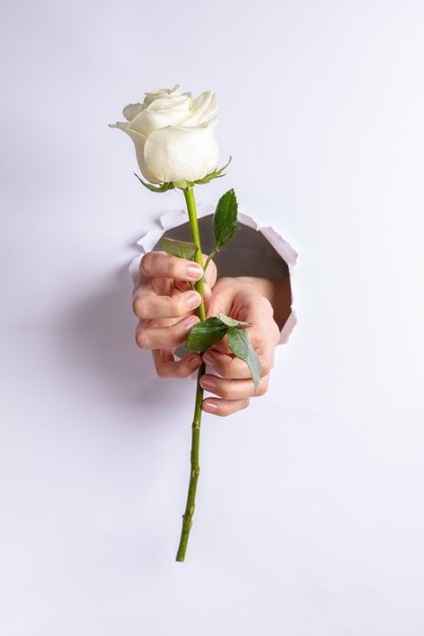 Grey Wallpaper Designs, Happy Birthday Song Video, Rose In Hand, Hands Holding Flowers, Rose Reference, Holidays 2023, Woman Hands, Giving Flowers, Flower Photoshoot