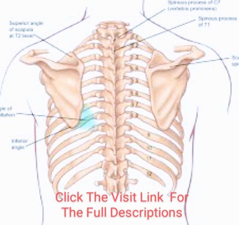 Upper Limb Bony Landmarks Anatomy, Respiratory Sounds, Spine Drawing, Surface Anatomy, Trapezius Muscle, Thoracic Surgery, Anatomy Organs, Heart Lungs, Bolesti Chrbta