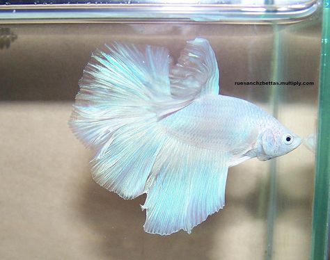 opaque white halfmoon Betta Fish Types, Pretty Fish, Betta Fish Care, Beta Fish, Cool Fish, Fish Care, Animals Pictures, Pet Fish, Exotic Fish