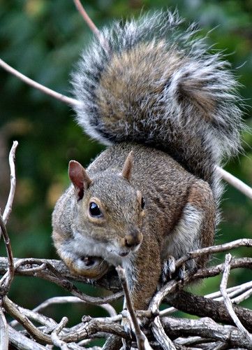 grey squirrel | Grey squirrel out the window in Bethnal Gree… | Jayarava | Flickr Grey Squirrel Photography, Squirrel Anatomy, Squirrel Images, Eastern Gray Squirrel, Gray Squirrel, Grey Squirrel, Squirrel Pictures, Cat Tattoos, Animal References