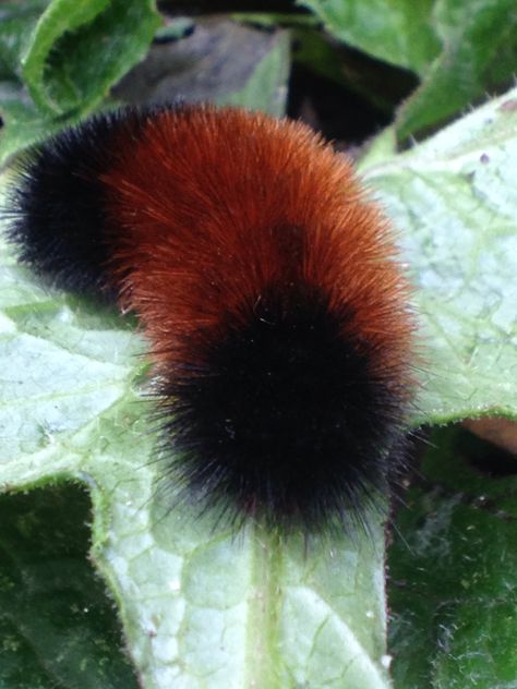 Fuzzy caterpillar on a leaf in garden in CT. Fluffy Caterpillar, Pet Bugs, Wooly Caterpillar, Caterpillar Pictures, Bug Board, Wooly Bear Caterpillar, Fuzzy Caterpillar, Cute Caterpillar, Bug Eyes