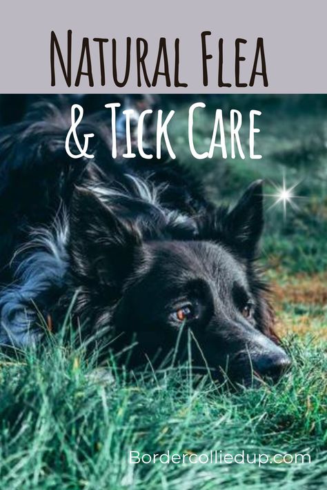 Natural Flea & Tick Prevention & Treatment for your border collie Natural Flea And Tick For Dogs, Flea And Tick Repellent For Dogs Diy, Tick Removal Dog, Tick Repellent For Dogs, Get Rid Of Ticks, Flea Repellent, Flea And Tick Spray, Tick Removal, Natural Dog Chews