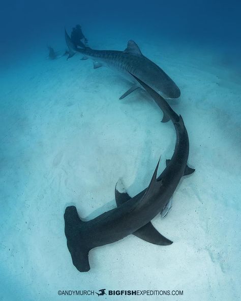 Andy Murch on Instagram: “Follow the leader. Tiger Beach, Bahamas. #hammerhead #tigersharks #tigertime #tigerbeach #tigershark #divebahamas #bahamasshark #bahamas…” Beach Bahamas, Tiger Shark, Hammer Head, Follow The Leader, The Leader, Sharks, Sea Creatures, Bahamas, Diving