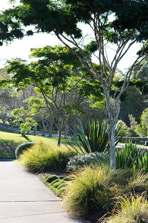 Australian Gardens, Australian Native Garden, Coastal Garden, Native Gardens, Dry Garden, Australian Garden, Planting Design, Coastal Gardens, Mediterranean Garden