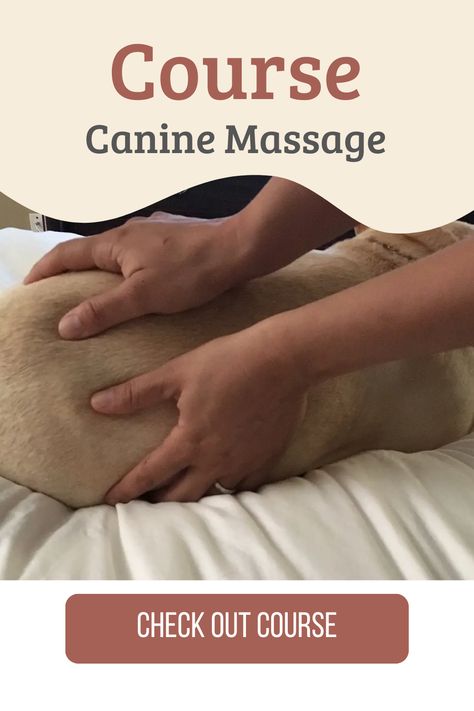 Canine Massage Certification Course -This course can be started at any time and doesn't have deadlines so you can work at your own pace. You can also log back in at any point in the future to review the material. #dog #yourdogmoreyears #massage #canine Canine Massage Therapy, Dog Massage, At Your Own Pace, Your Own Pace, Massage Therapist, Chiropractic, Online Course, Massage Therapy, Dog Care