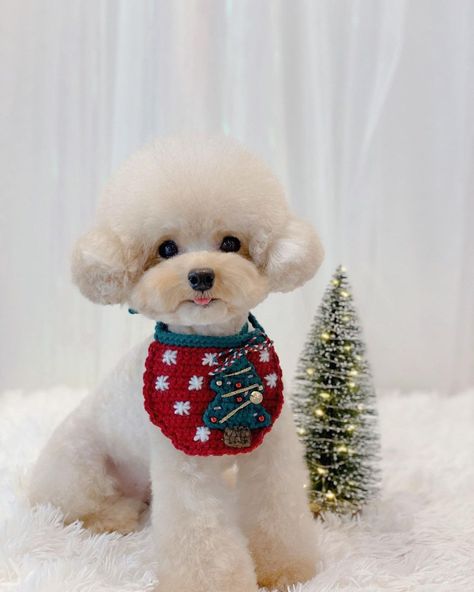 Teacup Poodle, Toy Poodle Haircut Teddy Bears, Toy Poodle Puppy Cut, Poodle Teddy Bear Cut, Poodle Puppy Cut, Toy Poodle Haircut, Toy Poodle Puppy, Poodle Hair, Poodle Haircut