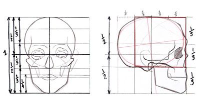 Skull proportions Head Proportions, Anatomy Head, Drawing The Human Head, Drawing Proportions, Skull Anatomy, Facial Proportions, Skull Reference, Face Proportions, Skull Sketch